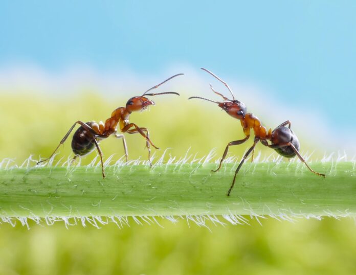 Two ants meeting on a blade of grass