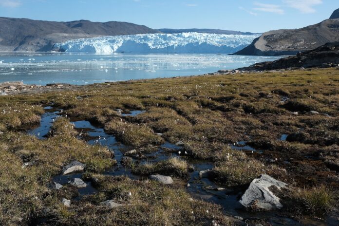 The rapidly retreating Eqi Glacier and exposed heather and peat in Western Greenland