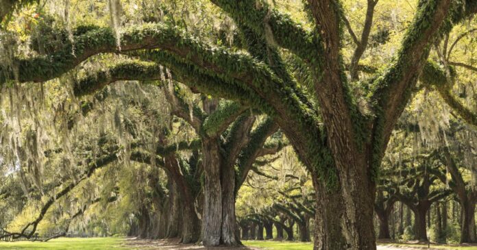 Contributor: Inspiration from the species that can live 1,000 years and put down a new set of roots anytime