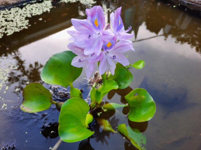 A water hyacinth in a pond in Indonesia