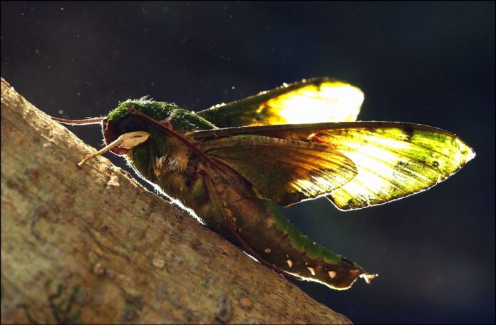 The Euchloron megaera moth is a nocturnal pollinator of orchids