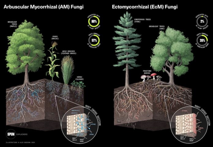 Illustration shows that scientists mapping fungi networks focused on two main types of mycorrhizal fungi: arbuscular mycorrhizal and ectomycorrhizal