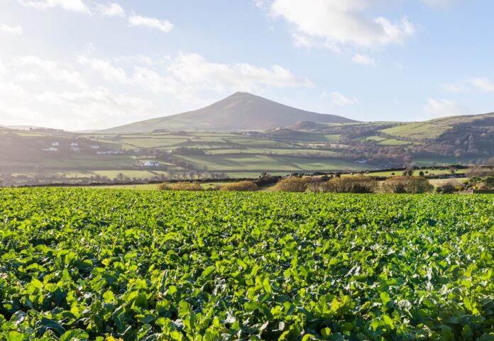 A field of leafy green vegetables, including spinach and kale, growing on the Isle of Man in the UK