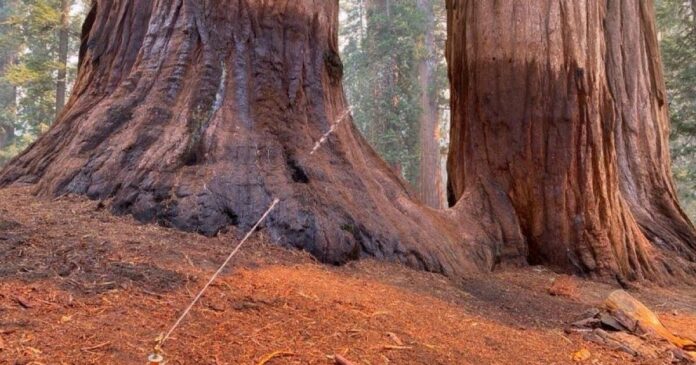 Garnet fire threatens vulnerable grove of giant sequoias