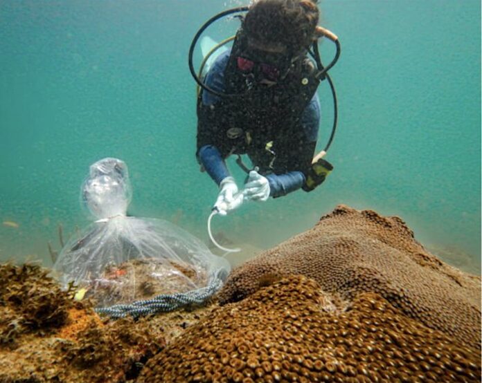Probiotic treatment of Montastraea cavernosa colonies using a whole-colony bagging technique