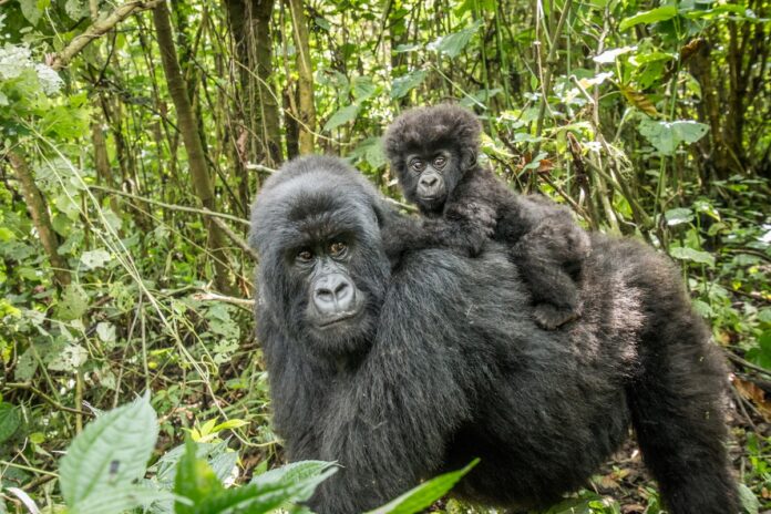 A baby gorilla on his mother's back in the Virunga National Park, Democratic Republic of Congo