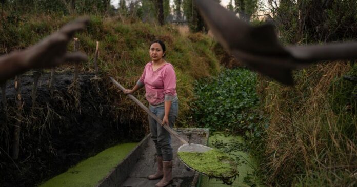 Women in Mexico step up to protect ancient Aztec farms and save a vanishing ecosystem