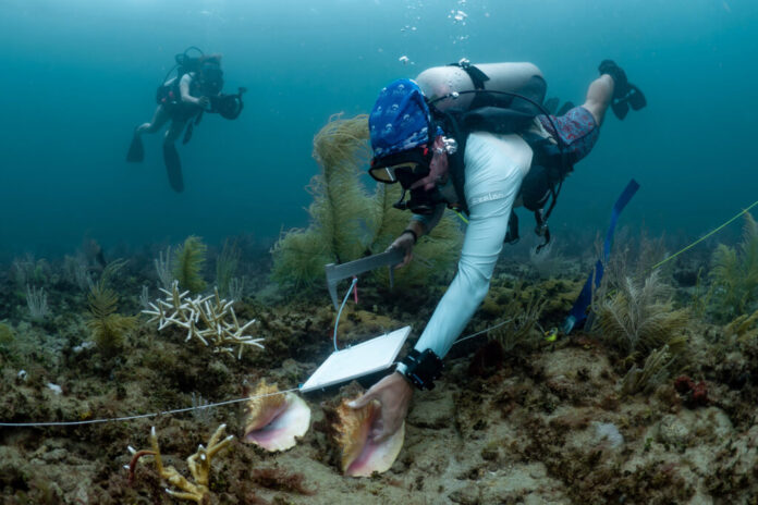 Shedd Aquarium scientist Andy Kough measures a queen conch at a survey site near Port Everglades. Credit: Aubri Keith