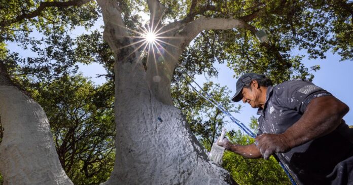 'It is scary': Oak-killing beetle reaches Ventura County, significantly expanding range