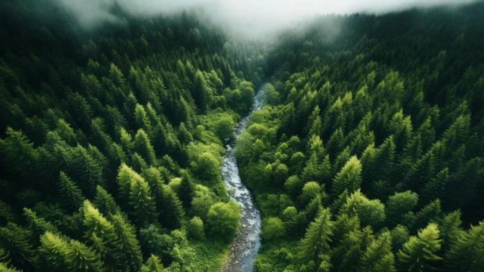 Forests are changing fast and scientists are deeply concerned