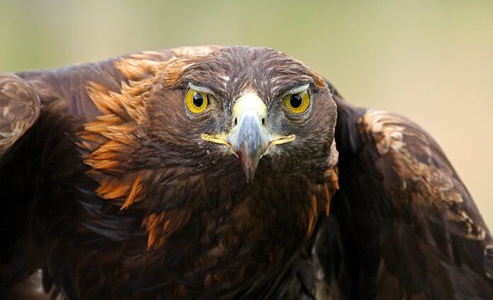 NASA Science Supports Golden Eagles on the Move - NASA Science